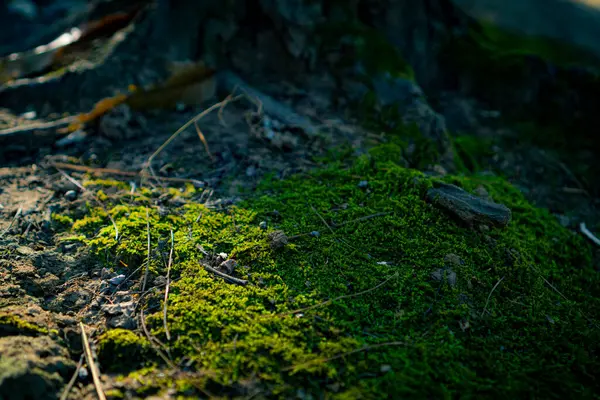 朝の日の出に木の根で育つ森のモス — ストック写真