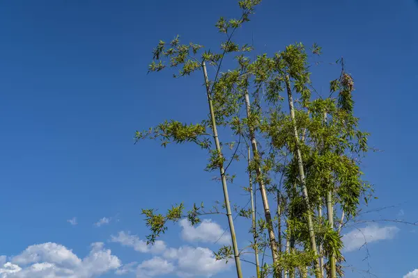 Tree Swaying Wind Blue Sky Background —  Fotos de Stock