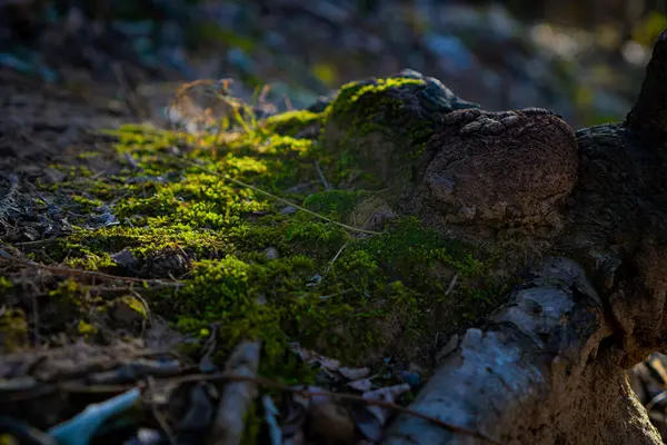 Forest Moss Growing Tree Roots Sunrise Morning —  Fotos de Stock