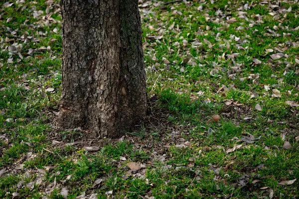 公園の芝生および木の棒 — ストック写真