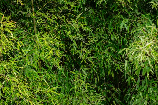 Folhas Bambu Balançando Vento — Fotografia de Stock