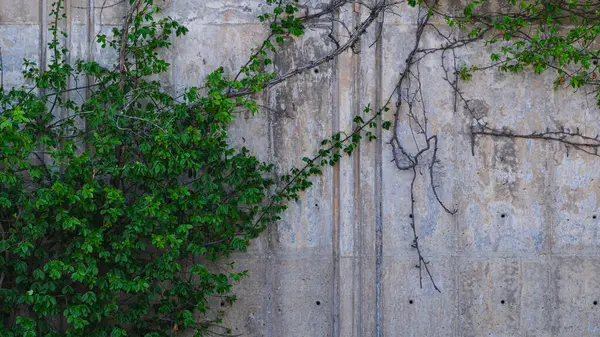 Green Leaves Growing Concrete Wall — Stok fotoğraf