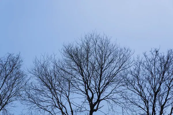 Brach Árvore Inverno Com Céu Azul — Fotografia de Stock