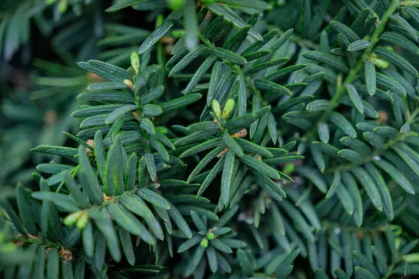 Green Taxus Cuspidata Leaf Backgrounds — стоковое фото