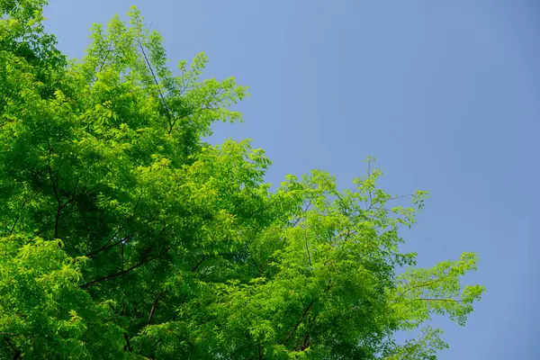 Groene Bladeren Tegen Lente Lucht Achtergrond — Stockfoto