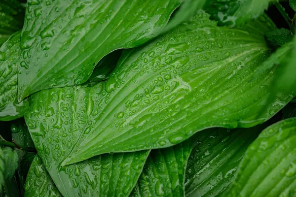 Fresh Leaves Water Droplets Morning Rain — Foto de Stock