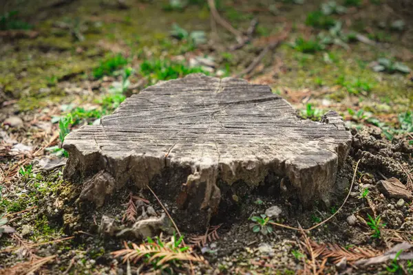 森の中の石を切り取った木 ストック画像