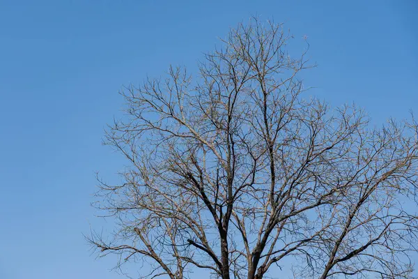 Brach Árvore Inverno Com Céu Azul Imagem De Stock