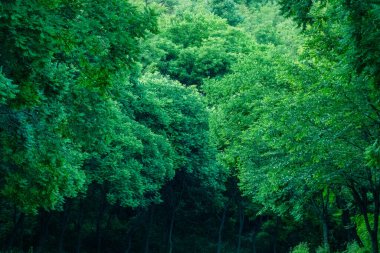 Ağaçlı yaz ormanı