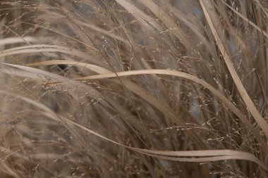 Sonbahar arkaplanındaki kuru sazlıkların yakın plan görüntüleri