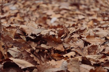 Yere düşen sonbahar yaprakları