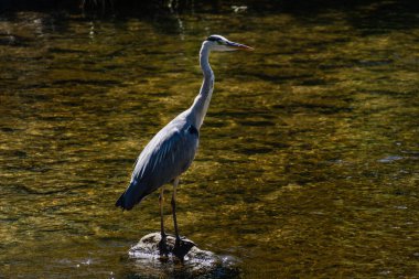 Balık yakalamayı bekleyen bir balıkçıl.