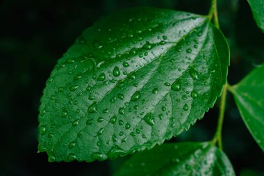 taze yeşil Close-Up su damlaları ile yağmur sonra bırakır.