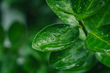 taze yeşil Close-Up su damlaları ile yağmur sonra bırakır.