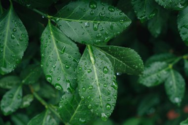 taze yeşil Close-Up su damlaları ile yağmur sonra bırakır.