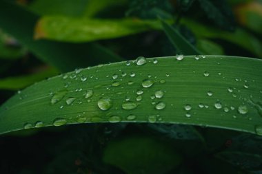 taze yeşil Close-Up su damlaları ile yağmur sonra bırakır.