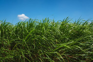 Bereketli Yeşil Şeker Kamışı Tarlası Parlak Mavi Gökyüzünün Altında