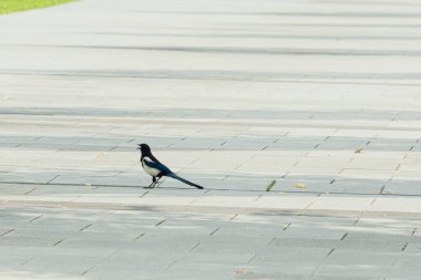 Güneşli bir günde bir köşkte yürüyen saksağan.