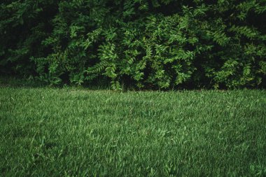 Koyu yemyeşil bir çalılığın önündeki yeşil çimen ya da çalılık