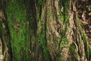 Yeşil Yosun 'un Ormandaki Ağaç Kabuğu Dokusunda Büyümesinin Yakın plan Detayları