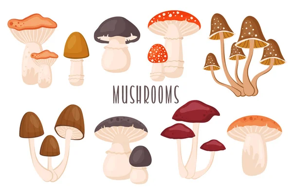 stock vector Set of forest mushrooms isolated. Collection of Autumn raw edible and toxic fungus. Porcini, chanterelle, fly agaric, toadstool. Fall seasonal harvest. Vector cartoon illustration