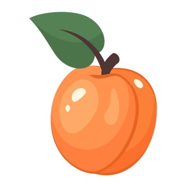 Beyaz arka planda izole edilmiş olgun kayısı. Meyve çıkartması. Taze olgun meyveler ve yakından yapraklar. Koca bir kayısı manzarası. Organik yiyecekler. Baskı için vektör çizimi, sağlıklı yaşam tarzı, iyi beslenme