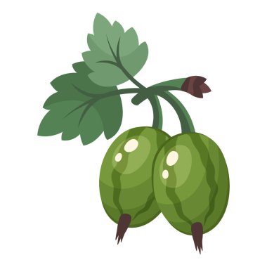 Olgun yeşil bektaşi üzümü izole edilmiş. Meyve çıkartması. Yaprakları tamamen yeşil bir kaz tüyü. Taze meyveli üst manzara. Doğal yiyecekler. Sağlıklı yaşam tarzı için vektör çizimi, iyi beslenme