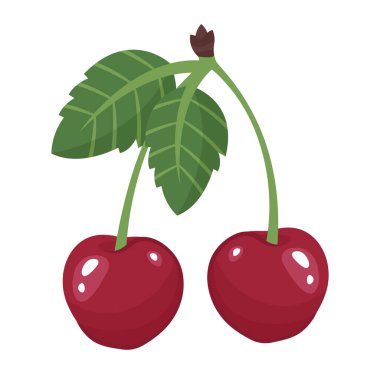 Beyaz arka planda izole edilmiş taze kiraz. Kiraz demeti. Meyve suları ve yapraklar birbirine yakın. Böğürtlenler üst manzara. Lezzetli organik yiyecekler. Vektör illüstrasyonu