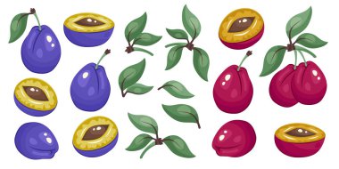 Erik seti. Mavi ve koyu kırmızı erikler izole edilmiş. Tam erik, meyve parçaları, yeşil yapraklar. Paketleme, baskı, taze organik gıda klipsleri, ekolojik ürün markalaşması için botanik şablonu. Vektör illüstrasyonu