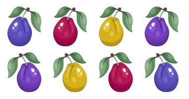 Erik ikonu. Beyaz arka planda yaprakları olan erik seti. Çeşitli renkte erikler kapanıyor. Meyve çıkartmaları. Tatlı, sağlıklı vitamin. Paketleme, yazdırma, organik gıda, clipart için vektör illüstrasyonu