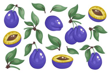 Erik seti beyaz arkaplanda izole edildi. Toplanan tüm erikler, erik parçaları, yeşil yapraklar. Paketleme, tasarım, baskı için botanik şablonu, taze organik gıda klipsleri, ekolojik ürün markalaşması. Vektör