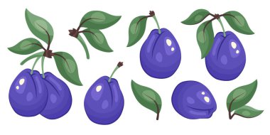 Mavi erik seti izole edildi. Yeşil dallı ve yapraklı erik koleksiyonu. Paketleme, tasarım, baskı için botanik şablonu, taze organik gıda klipsleri, ekolojik ürün markalaşması. Vektör