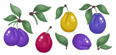 Plum renk seti izole edildi. Dal üzerinde mavi, sarı ve kırmızı erikler. Paketleme, tasarım, baskı için botanik şablonu, taze organik gıda klipsleri, ekolojik ürün markalaşması. Vektör illüstrasyonu