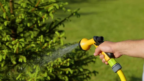 Man Hand Watering Beautiful Green Tree Garden Sunny Day Person — 스톡 사진