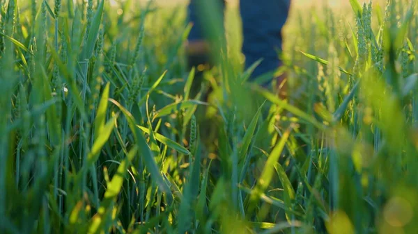 Farmer walking through the green field of eco-crops in rubber boots. Close up of agronomist legs walk in farmland. Worker in green field walks between harvest of green wheat. Agriculture concept