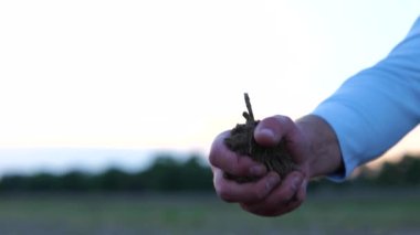 Ellerinde kara toprağı tutan çiftçi elleri, verimli topraklar. Toprağı sürmüş tarlayı tutan erkek işçi. Zemin verimli tarım, ekoloji konsepti. Gerçek zamanlı.