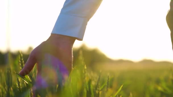 Мужчина Фермер Идущий Пшеничному Полю Закате Трогающий Руками Зеленые Колосья — стоковое видео