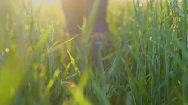 Farmer Legs Rubber Boots Worker Walking Green Wheat Field Sunset — Stock Video