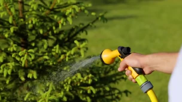 Gardener Watering Hose Sprayer Water Fir Tree Close Garden Work — Stock Video