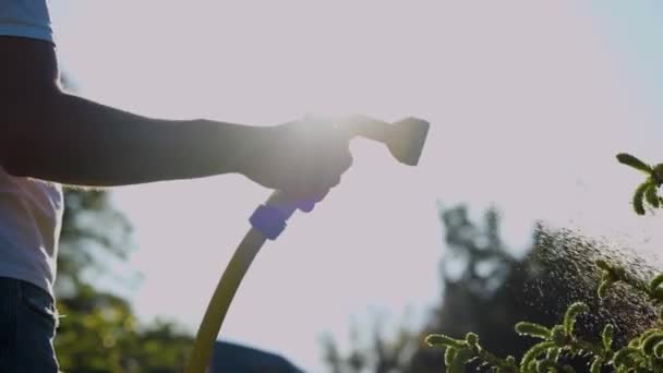 Zahradník Drží Ruční Postřikovač Hadic Zalévání Jehličnanů Zahradě Slunečného Letního — Stock video