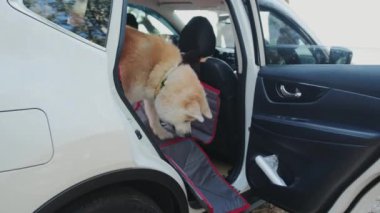 Bayan evcil hayvan sahibi Akita Inu 'nun arabadan çıkmasına yardım ediyor. Bir arabanın arka koltuğundan atlayan köpek. Seyahat, evcil hayvan bakımı konsepti. Yavaş çekim