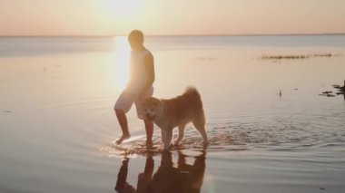 Gün batımında Akita Inu köpeğiyle deniz kıyısında yürüyen küçük bir çocuk. Hayvan bakımı konsepti. Yavaş çekim