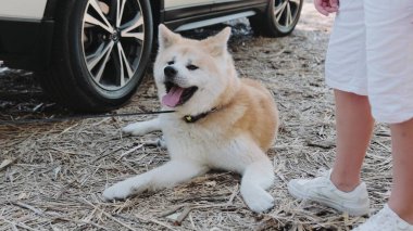 Dışarıda, çocuğun yanında yerde yatarken tatlı köpek dinleniyor. Arka planda da araba var. Seyahat, hayvan bakımı konsepti. Yavaş çekim