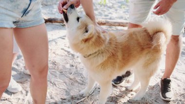 Sevimli köpek sahilde ailesiyle dolaşırken bir adam evcil hayvan için ödül veriyor. Hayvan bakımı konsepti. Yavaş çekim