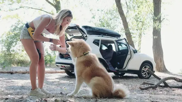 stock image Smiling lady training her pet outdoors and giving dog treats with car on the background. Travel, pet care concept. Slow motion