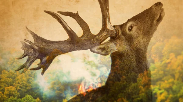 Extreme Heat Forest Fires Vanishing Animal Species Deer — Stock Photo, Image