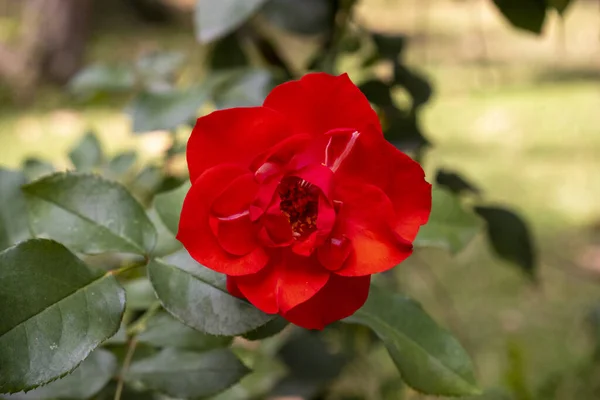 Κόκκινο Τριαντάφυλλο Από Την Κορυφή Άποψη Λουλούδι Έννοια Λουλούδι Πράσινα — Φωτογραφία Αρχείου