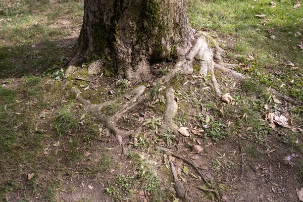 在Sehzade清真寺花园露出的树根 可见于地面之上 — 图库照片