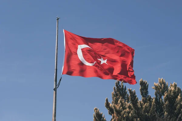 Waving Turkey flag with the pine tree, open blue sky, windy day in Turkey concept