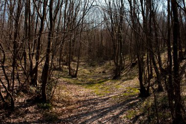 Yapraklarla kaplı orman yolu, doğada çamurlu ve kayalık yol, sonbaharda geziniyor.